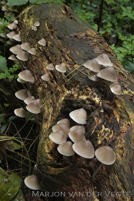 Bundelmycena - Mycena arcangeliana